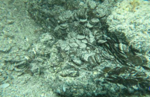 E’ stato scoperto in Sardegna un grande deposito di monete del IV secolo d.C.