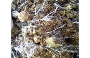 L’Associazione Culturale Naturalistica BIOMA ha lanciato una raccolta firme online per la tutela dei funghi