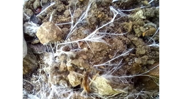 L’Associazione Culturale Naturalistica BIOMA ha lanciato una raccolta firme online per la tutela dei funghi
